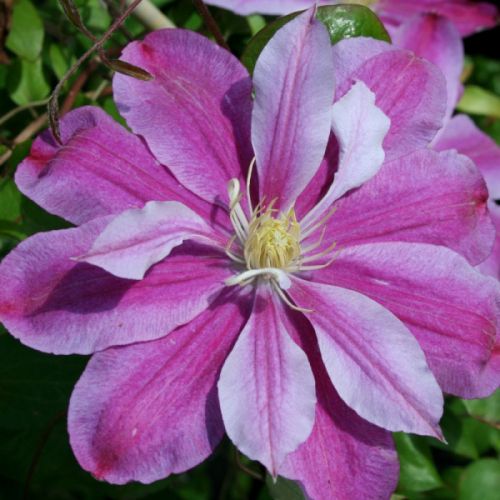 Clematis Ragamuffin