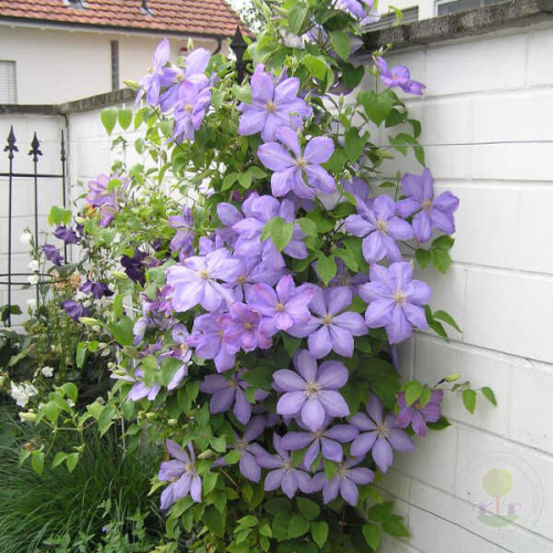 Clematis Mrs Cholmondeley