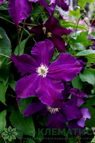 Clematis Viola