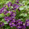 Clematis Viola
