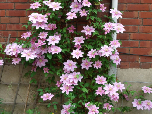 Clematis Nelly Moser