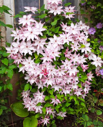 Clematis Omoshiro