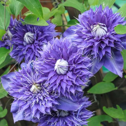Clematis Multi Blue