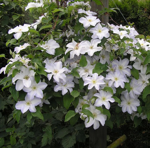 Clematis Yukikomachi
