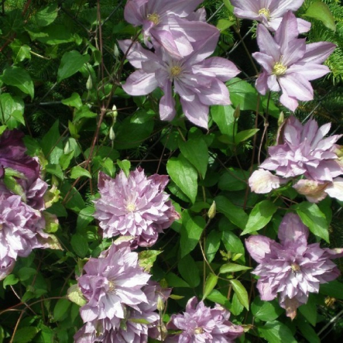 Clematis Proteus