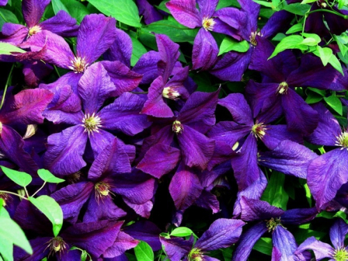 Clematis Polish Spirit
