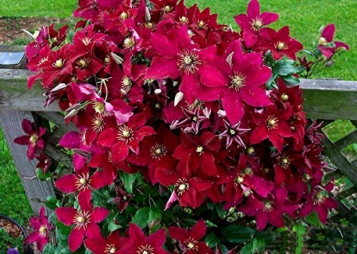 Clematis Niobe