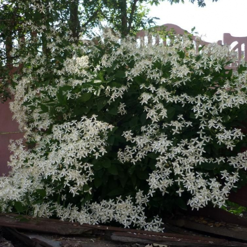 Clematis vitalba