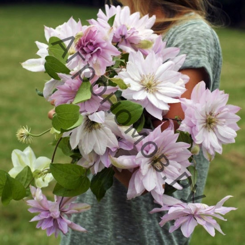 Clematis Violet Elizabeth