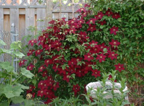Clematis Niobe