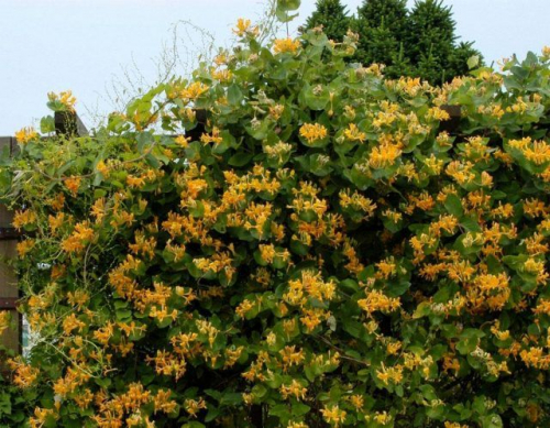 Lonicera tellmanniana
