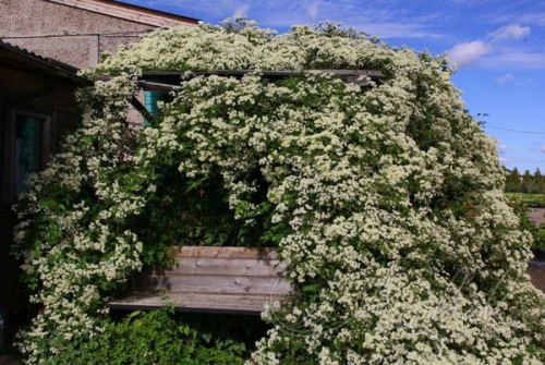 Clematis vitalba