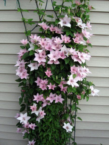 Clematis Pink Fantasy
