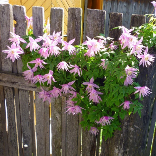 Clematis Markhams Pink