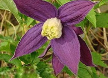 Clematis Plum Beauty (Pruinina)