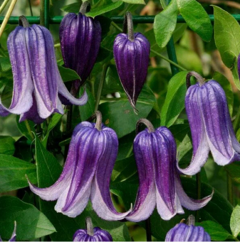 Clematis Rooguchi