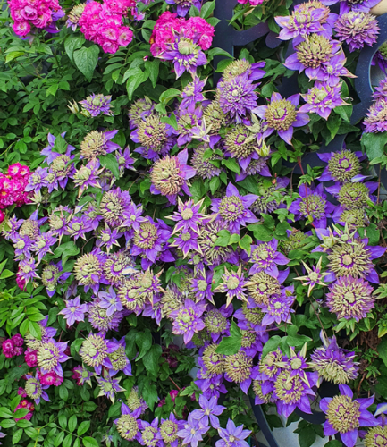 Clematis Taiga