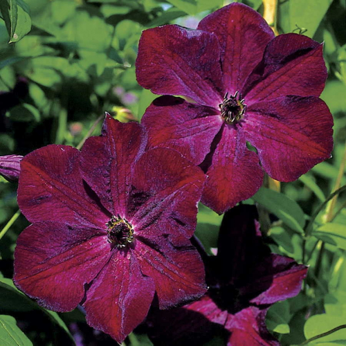 Clematis Royal Velours