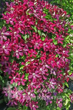 Clematis Stasik