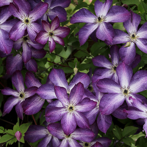 Clematis Venosa Violacea