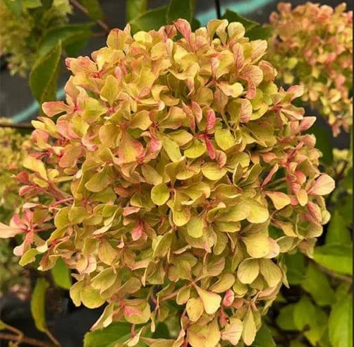Гортензия метельчатая Perle de Festival
