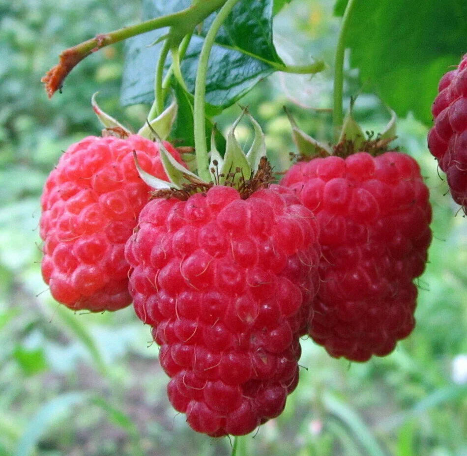 Малина Джорджия (Gorgia)