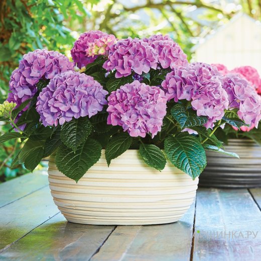 Гортензия Таблетензия Пинк Блю