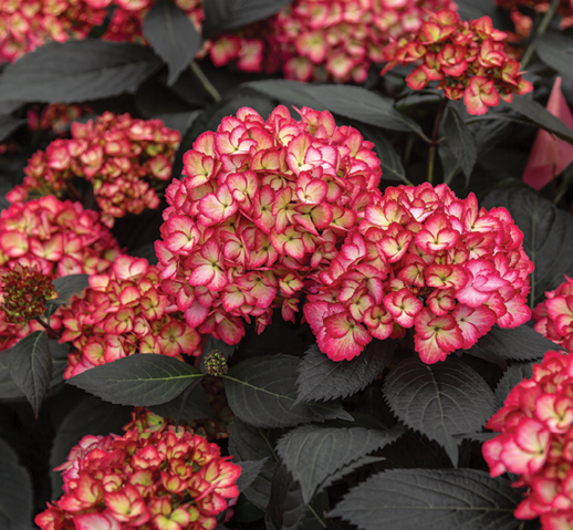 Гортензия крупнолистовая Eclipse