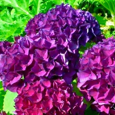 Гортензия Ховария Обержин