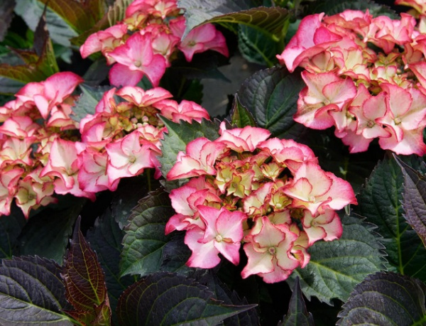 Гортензия крупнолистовая Tiffany pink
