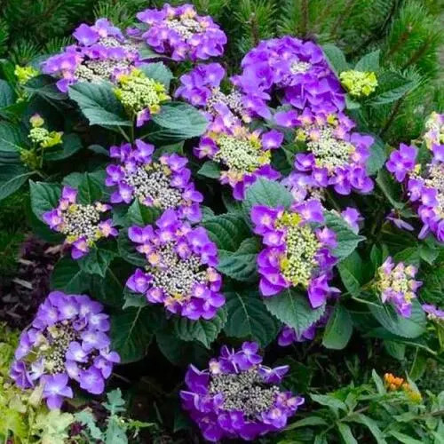 Гортензия крупнолистная Flame Purple (Флейм Пурпл)