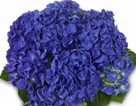 Гортензия крупнолистовая сорт Jip Bleu