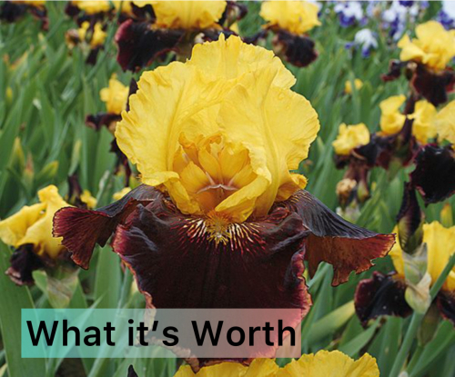 WHAT ITS WORTH / SCHREINER 2014