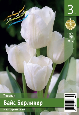 Тюльпан Вайс Берлинер ПРОМО (В упаковке 2 шт.)