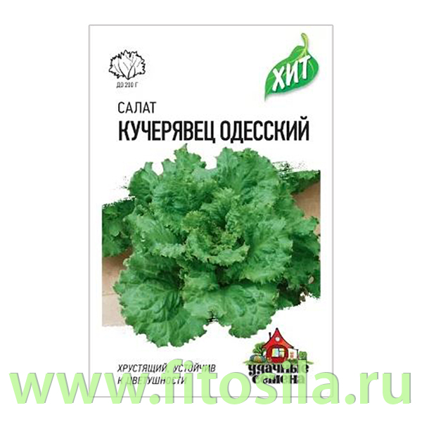 Салат Кучерявец Одесский 0,5 г хрустящий ХИТ х3 (семена для проращивания)