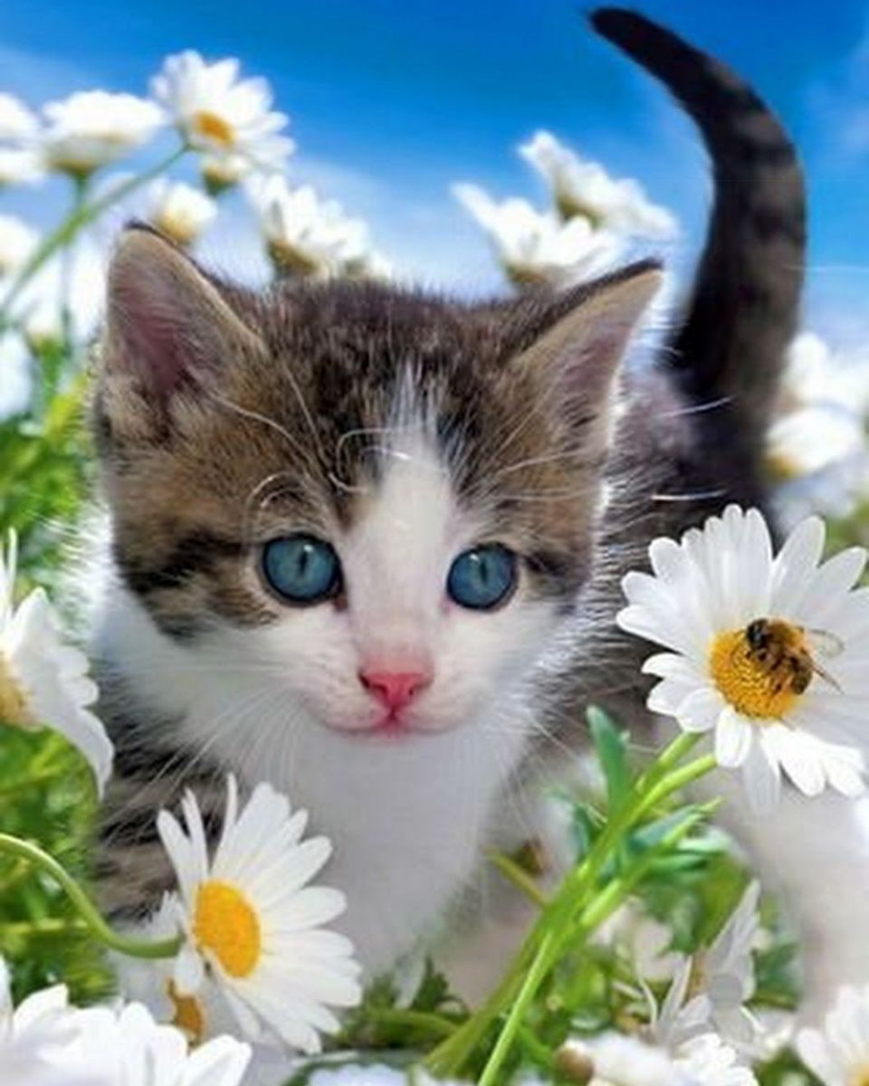 Картина по номерам на холсте и подрамнике 40х50 см