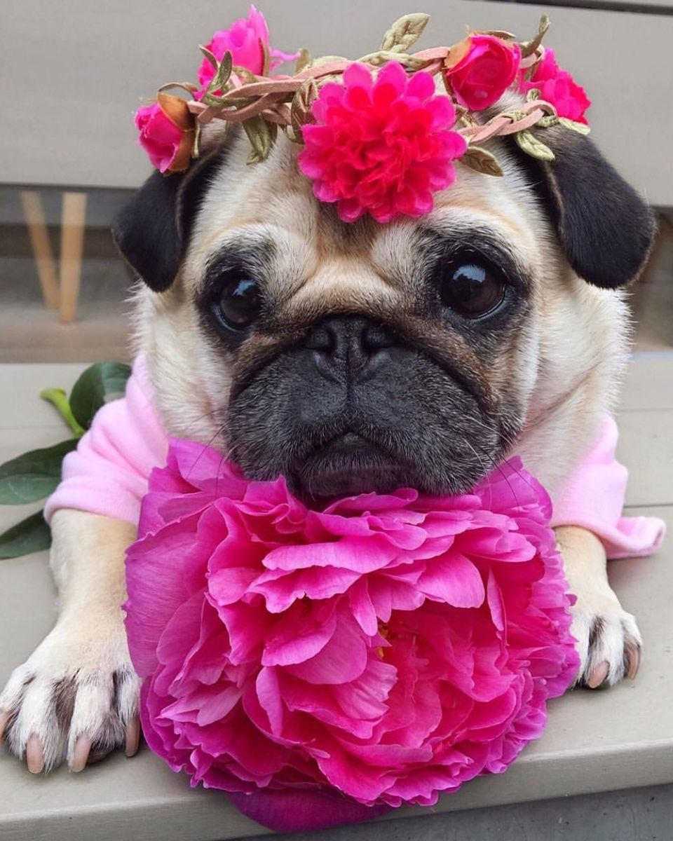 Картина по номерам на холсте и подрамнике 40х50 см