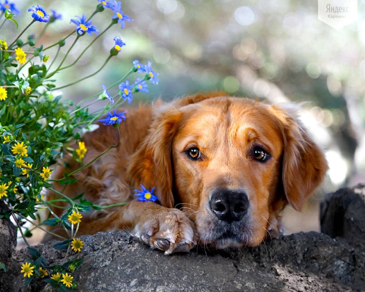 Картина по номерам на холсте и подрамнике 40х50 см