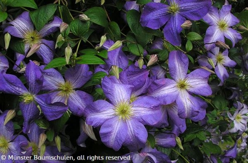 Clematis vit.Jenny Clematis, Most beautiful flowers, Beautiful flowers