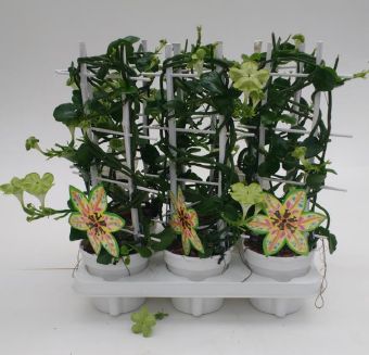 Gardenrus Интернет Магазин Растений