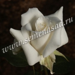 Роза чайно-гибридная Паскаль(белый)