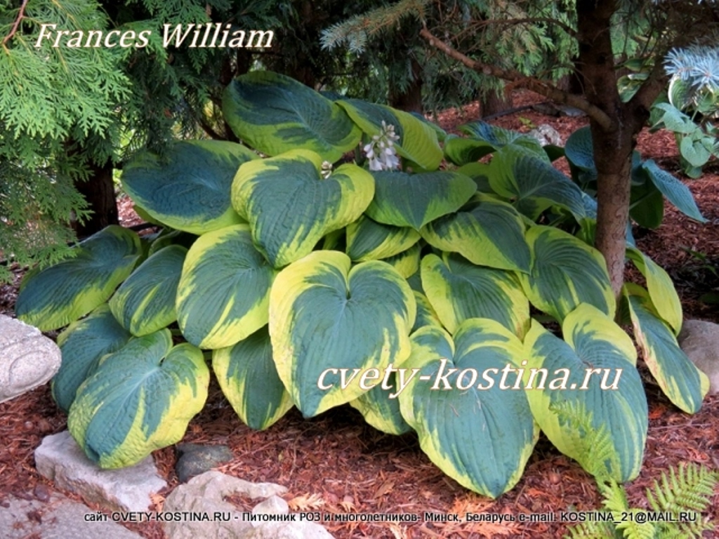 хоста франсе вильям. хоста вильямс. хоста франсез уильямс. хоста зибольда френсис вильямс. хоста вильямс.