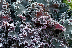 Гейхера Purple Petticoats/ Перпл Петикотс