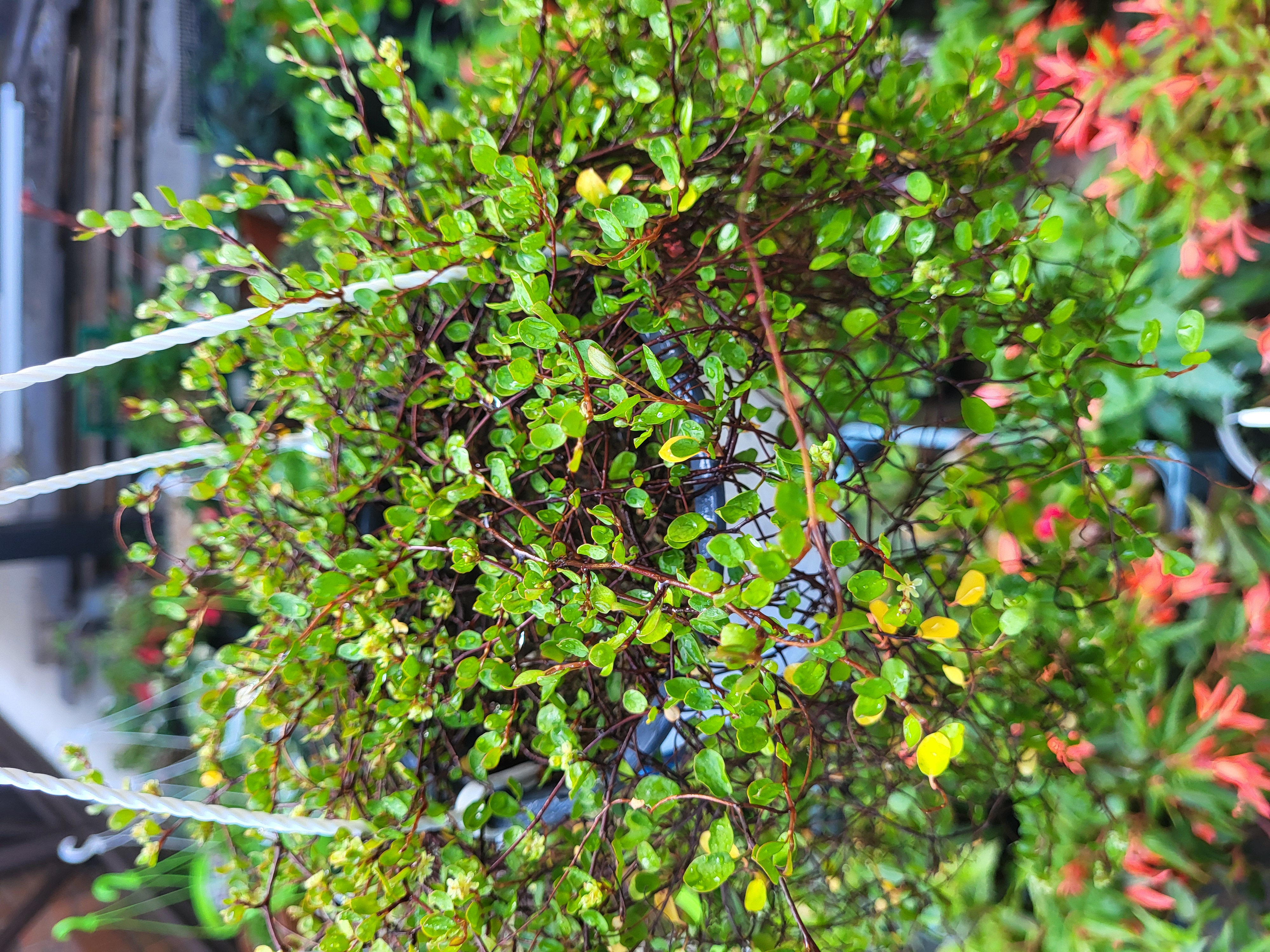 Кашпо Мюленбекия