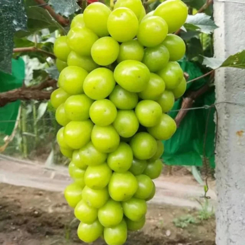 Шайн мускат