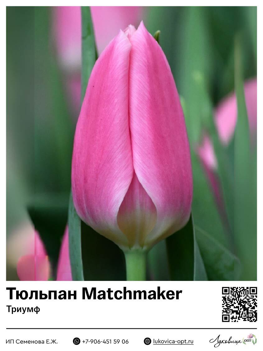 Тюльпан Matchmaker (Триумф)