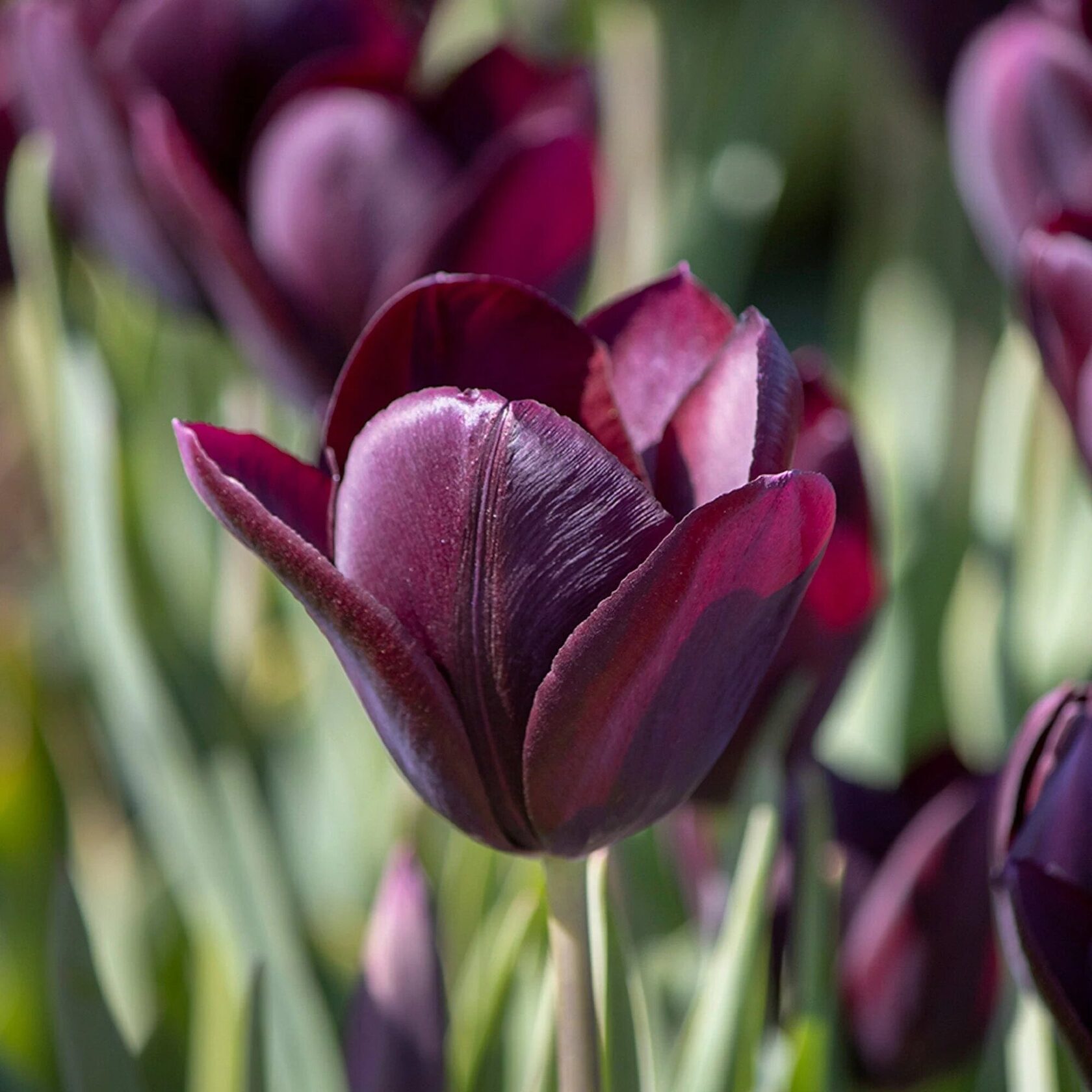 Тюльпан Eduard Pelger (Триумф)