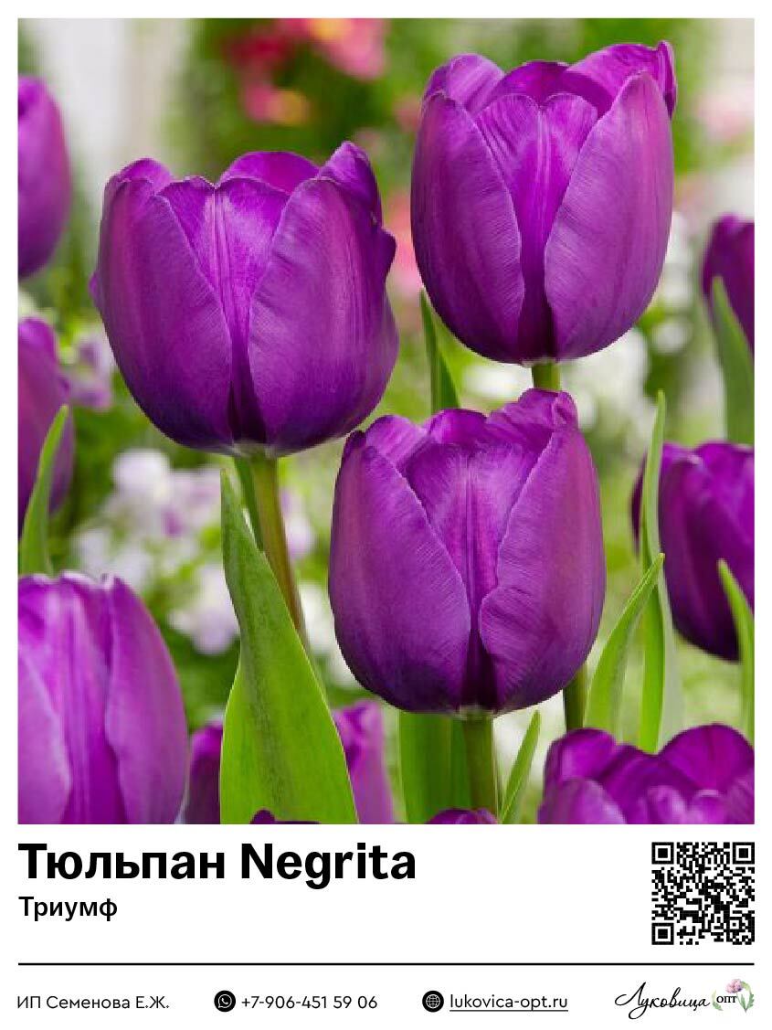 Тюльпан Negrita (Триумф)
