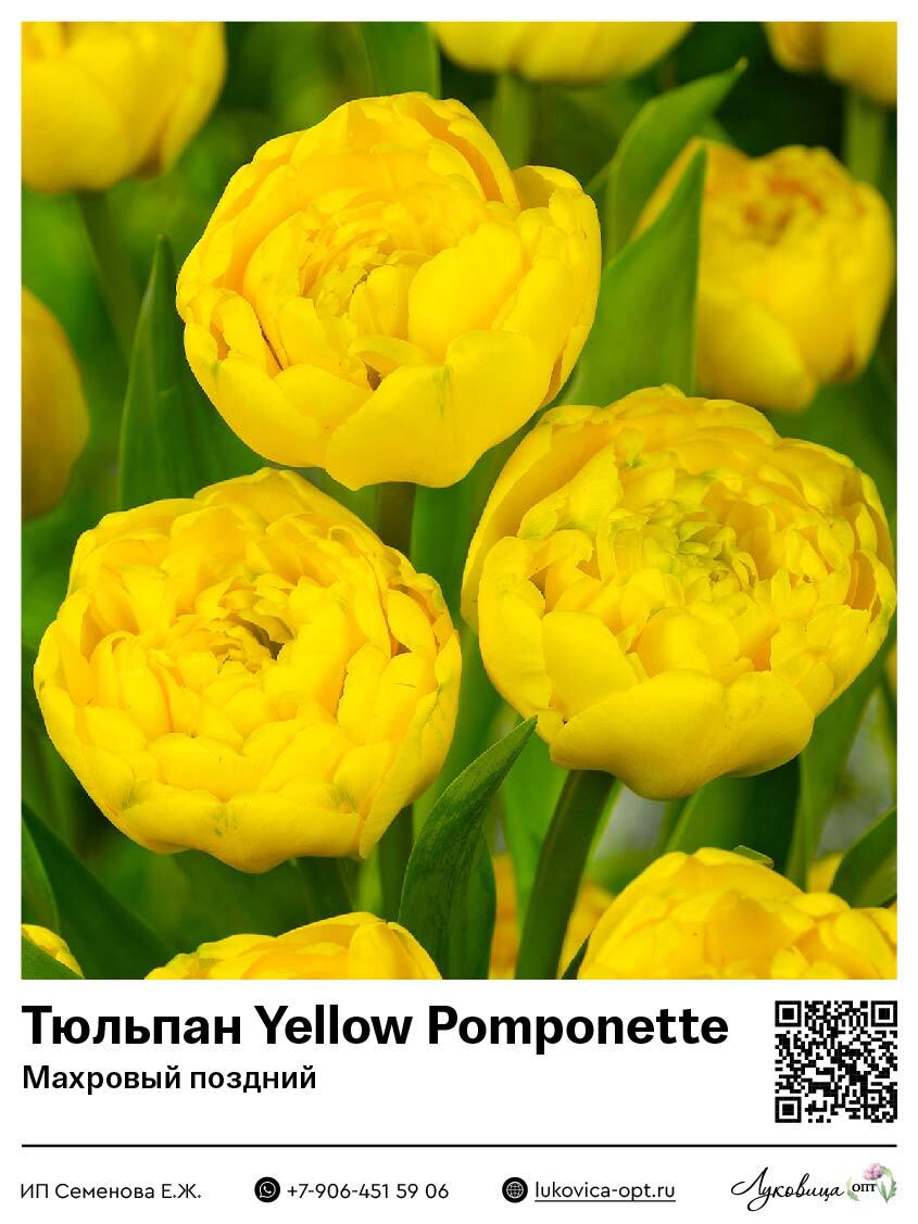 Тюльпан Yellow Pomponette (Махровый поздний)