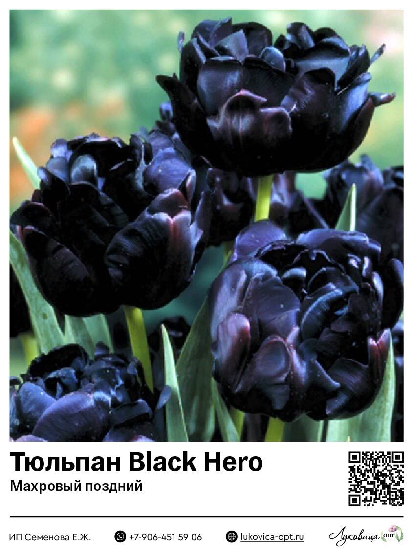 Тюльпан Black Hero (Махровый поздний)